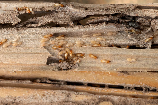 Best Termite Control Services  in Leupp, AZ