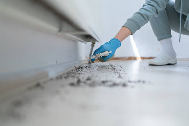 Best Affordable Pest Control Services  in Leupp, AZ